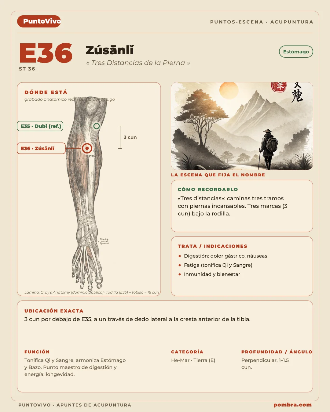 Un Punto-Escena completo (ej. E36 Zusanli, "Tres Distancias de la Pierna"): ubicación marcada en la pierna + escena del nombre + ícono de función.